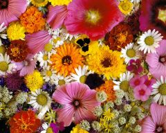 Tapeta Nature Flowers 506.jpg